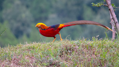Golden Pheasant