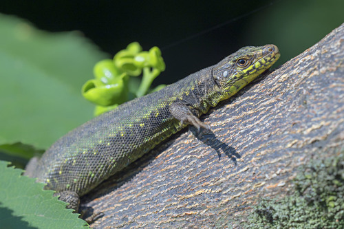 Spiny-tailed Lizard