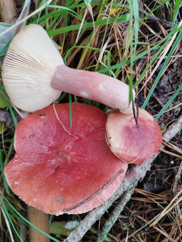 Russula sanguinea Fr.