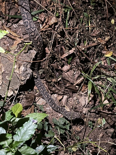 Coastal Carpet Python sighting
