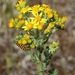 Ragwort - Photo (c) Sylvain Niavlys, all rights reserved, uploaded by Sylvain Niavlys