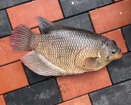 Giant Gourami