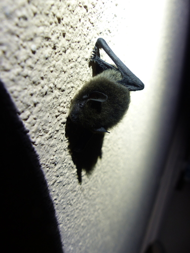 Chocolate Pipistrelle (Hypsugo affinis) — Least Concern Mammalia