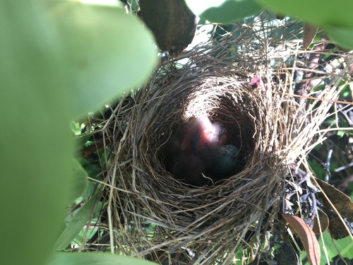 iNaturalist observation photo of Chipping Sparrow