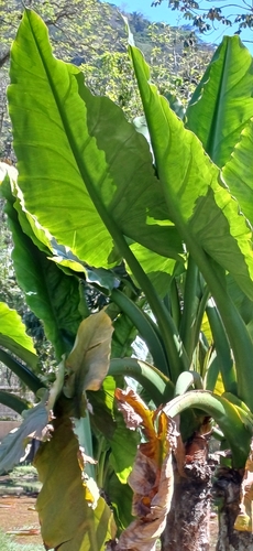 Water Banana