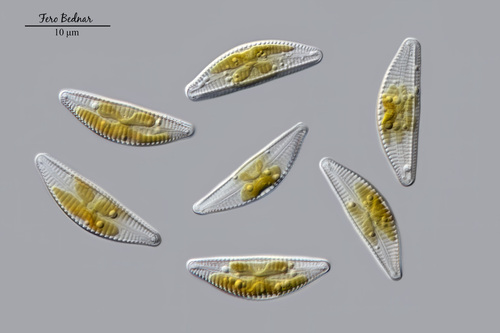 Cymbella parva