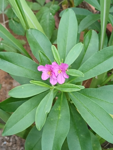 Philippine spinach