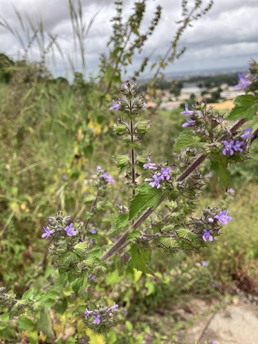 Wide Spikenard