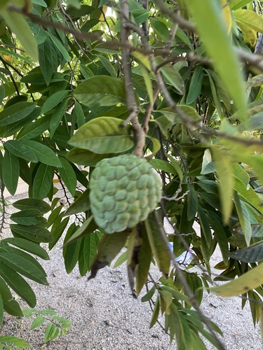 Sweetsop