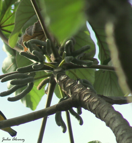 trumpet tree