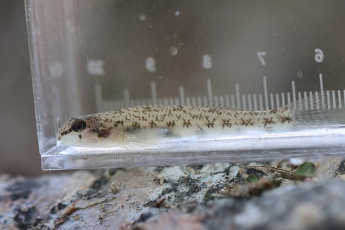 Southern Tessellated Darter