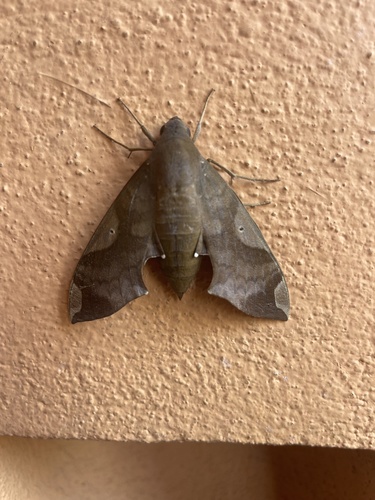 Pachylia syces (Pachylia syces)