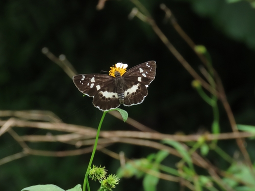White-banded Flat
