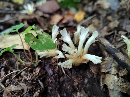 Phacellanthus tubiflorus