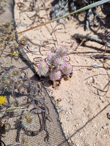 Ptilotus alexandri