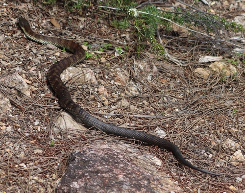 Tiger Snake sighting