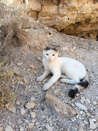 Domestic Cat