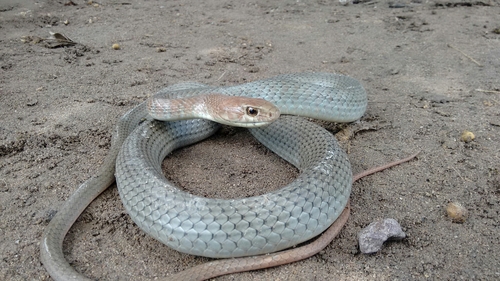 Neotropical Whip Snake