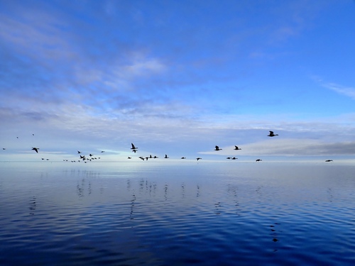 King Eider