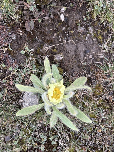 Yellow Chinese poppy