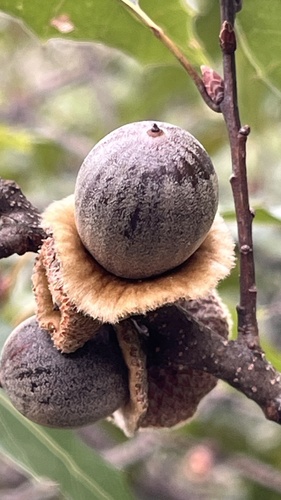 Quercus cupreata