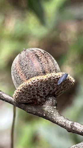 Quercus cupreata