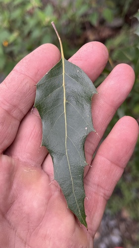 Quercus cupreata