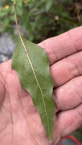 Quercus cupreata