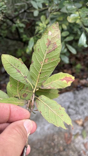 Quercus monterreyensis