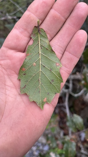 Quercus monterreyensis