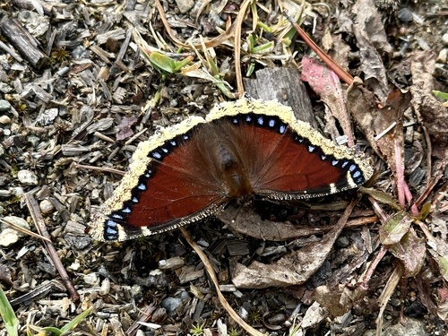 Mourning Cloak