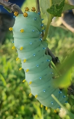 Hyalophora cecropia image