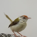 Common Tailorbird - Photo (c) Archi Patel, all rights reserved, uploaded by Archi Patel