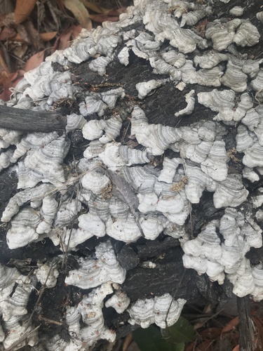 iNaturalist observation photo of hairy curtain crust
