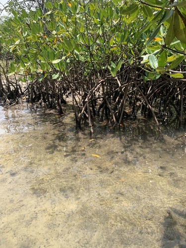 red mangrove