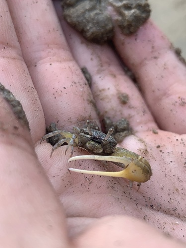 Thin-fingered Fiddler Crab