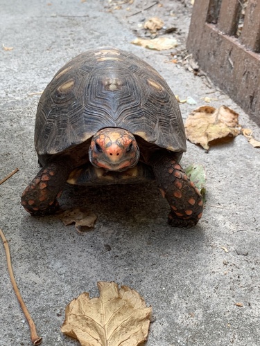 Red-footed Tortoise