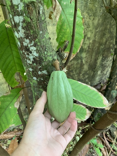cacao tree