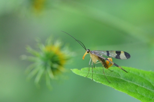 Panorpa cladocerca
