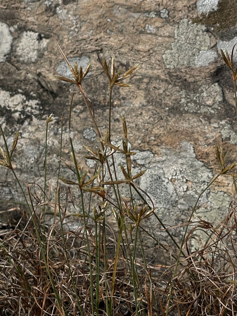 Fimbristylis hookeriana (Fimbristylis hookeriana)