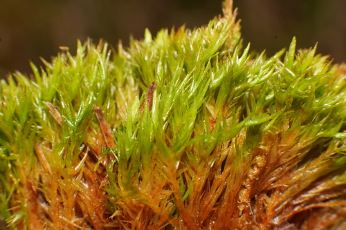 Dicranum leioneuron