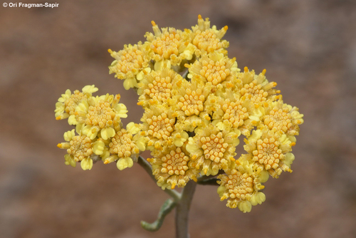 Achillea falcata
