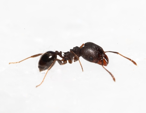 Pheidole nubilaPheidole nubila