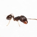 Pheidole diligens - Photo (c) Dido, all rights reserved, uploaded by Dido