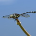 Ictinogomphus tenax - Photo (c) stijn-de-win, all rights reserved, uploaded by stijn-de-win