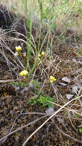 Draba pilosa