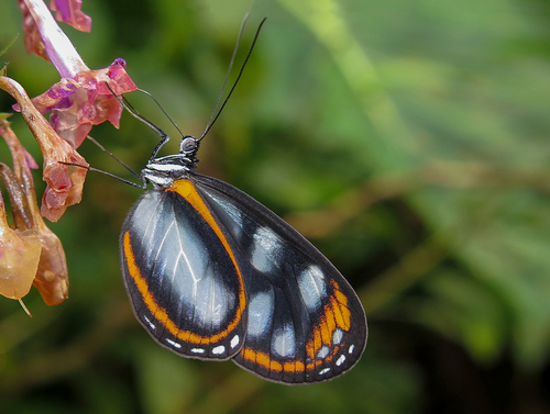 Hyposcada illinissa (Hewitson, 1852)