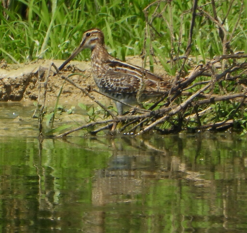 Wilson's Snipe from Marín, N.L., México on October 8, 2024 at 12:27 PM ...