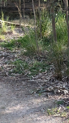 Tiger Snake sighting