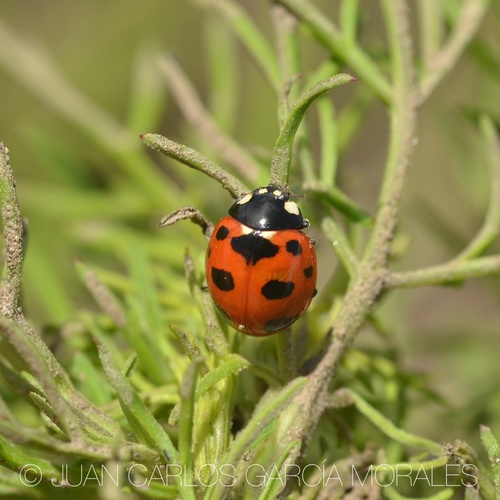Trivial Lady Beetle